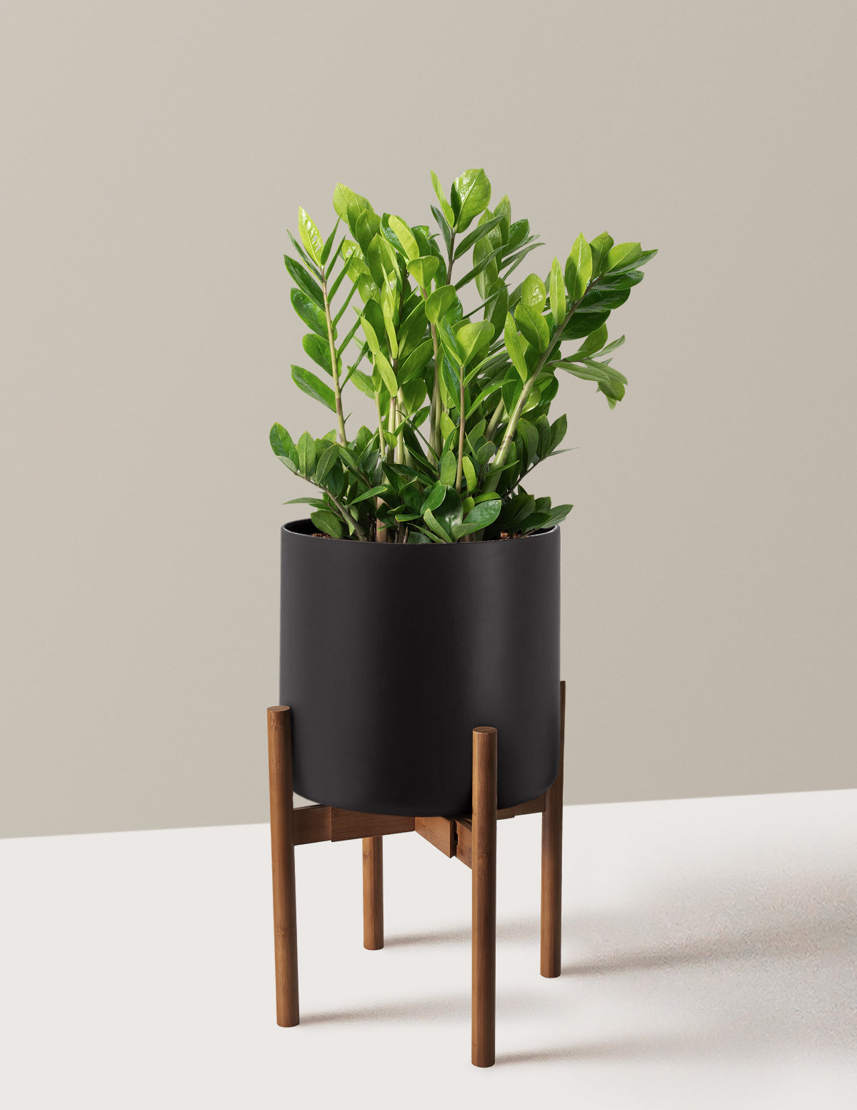 ZZ Plant