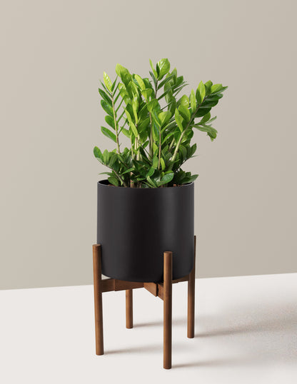 ZZ Plant