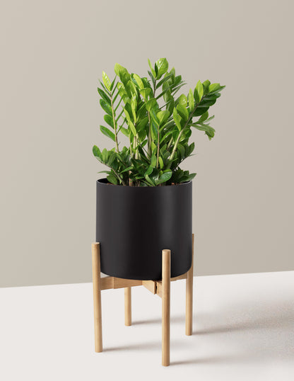 ZZ Plant