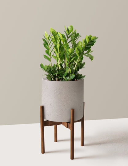 ZZ Plant