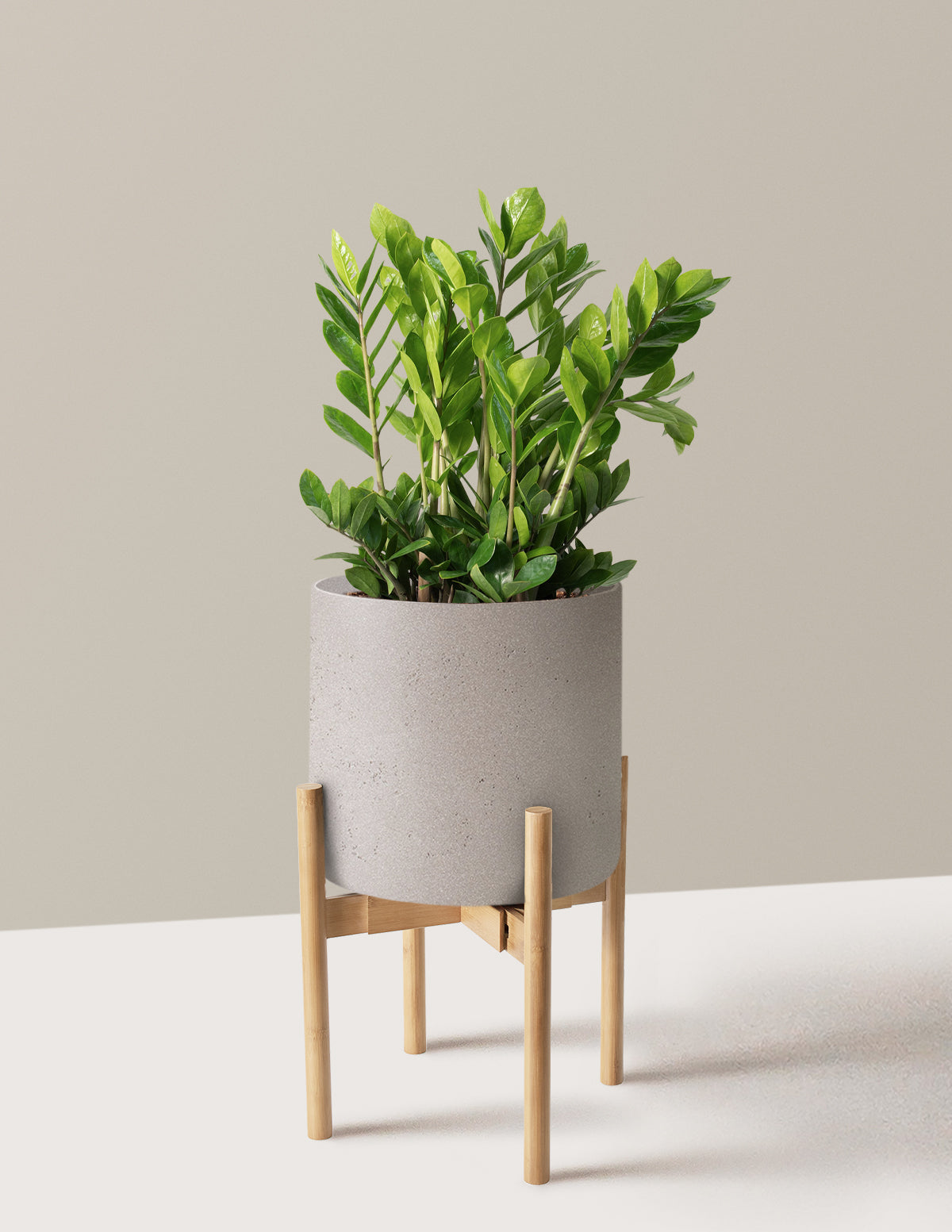 ZZ Plant