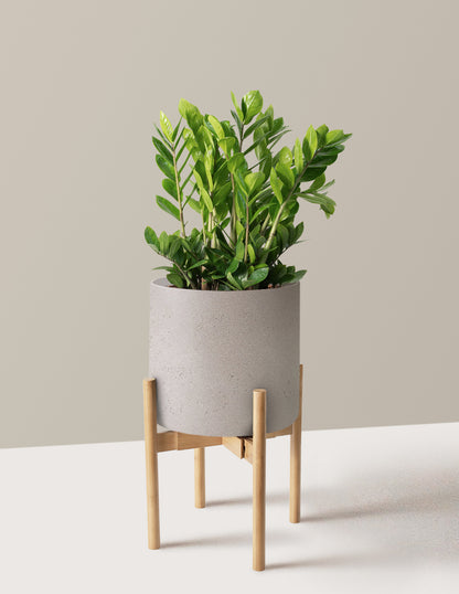 ZZ Plant