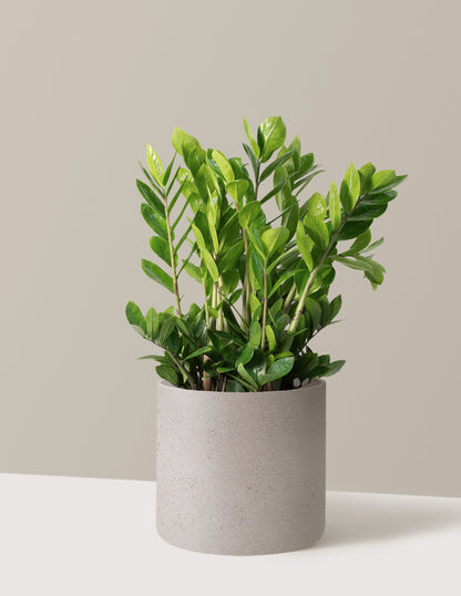 ZZ Plant