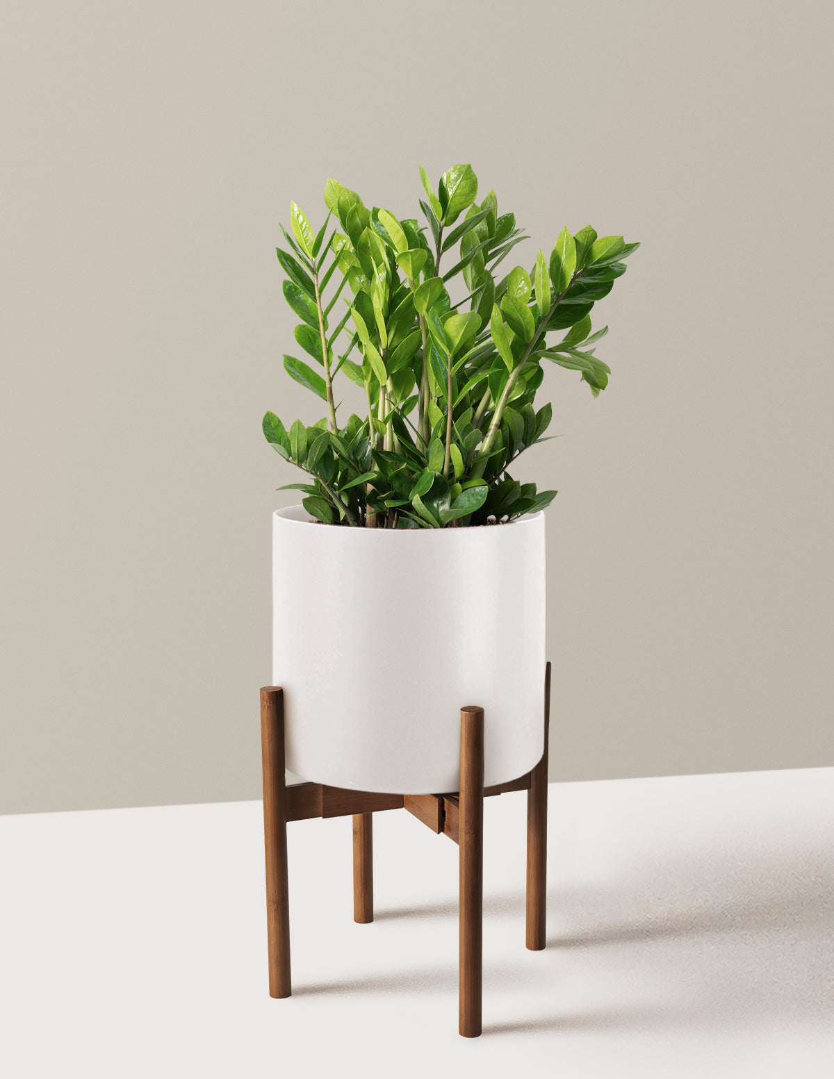 ZZ Plant