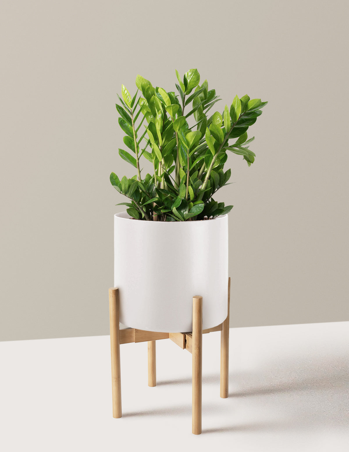 ZZ Plant