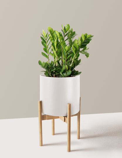 ZZ Plant