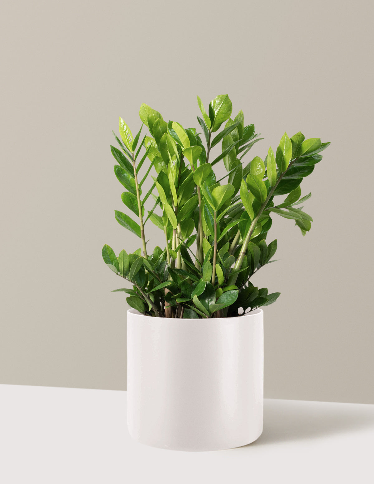 ZZ Plant