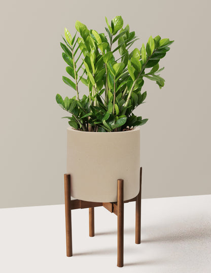 ZZ Plant