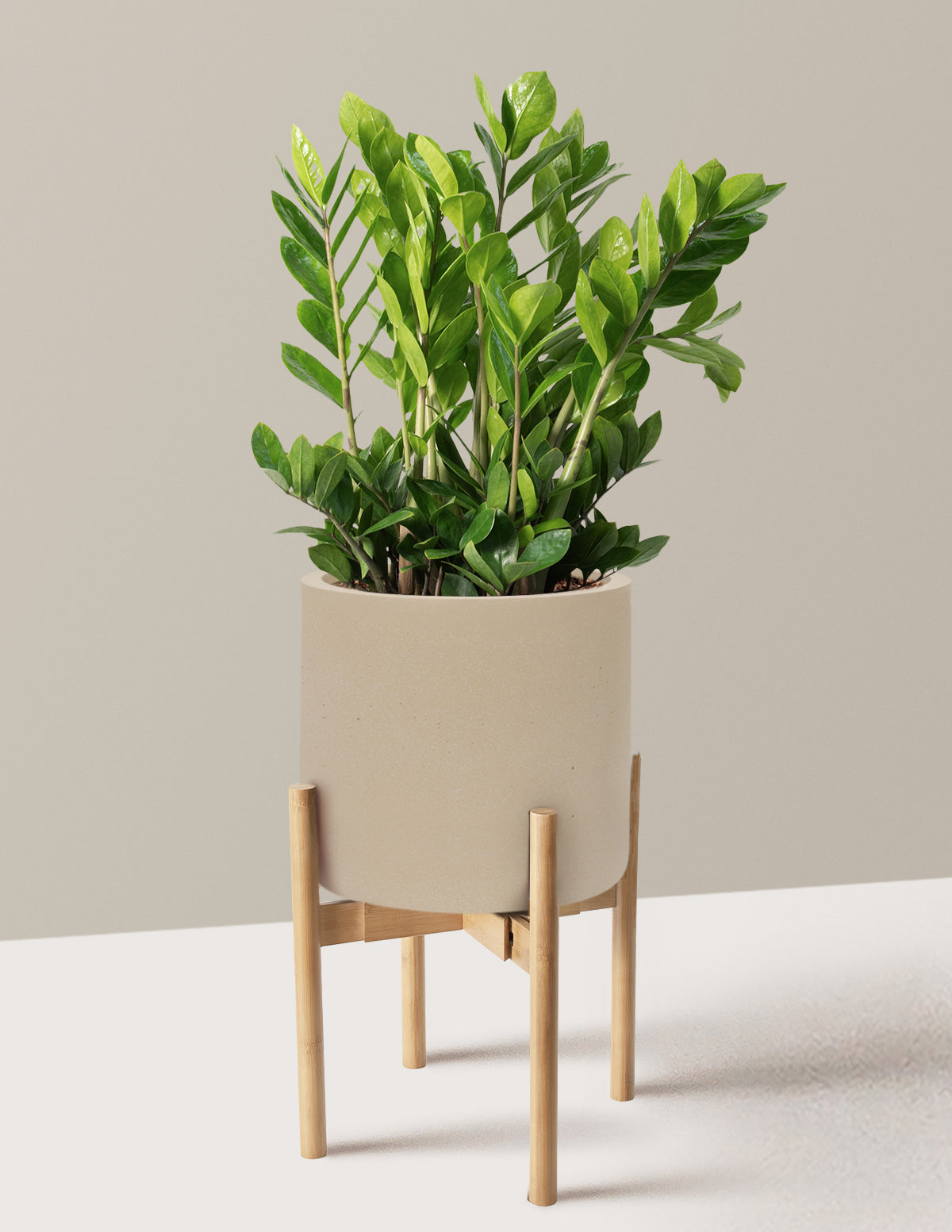 ZZ Plant