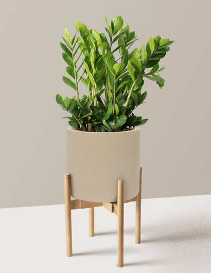 ZZ Plant