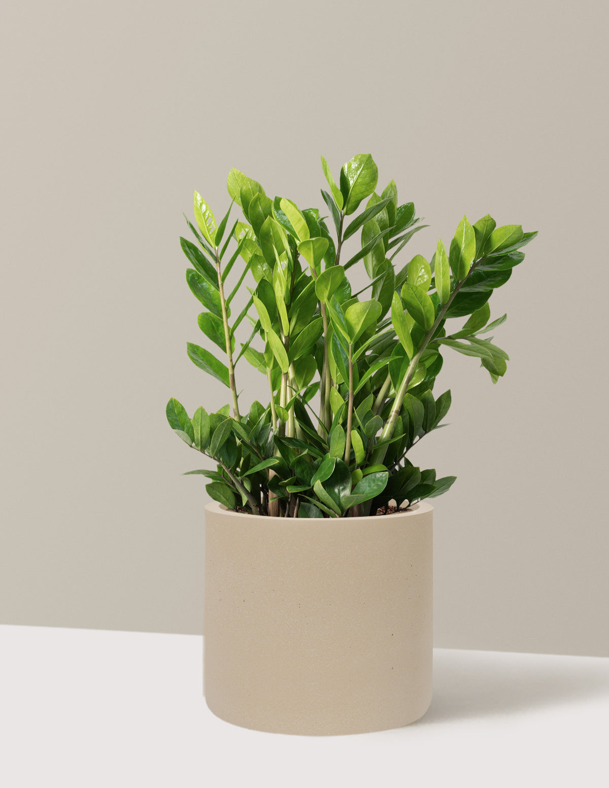 ZZ Plant