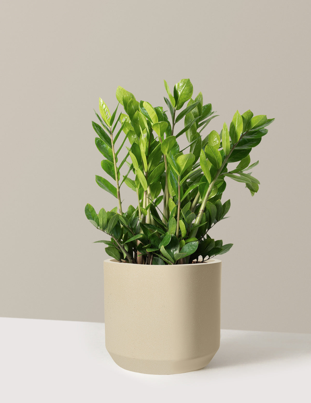 ZZ Plant