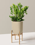 ZZ Plant