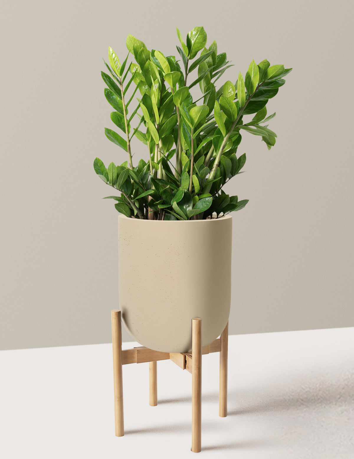ZZ Plant