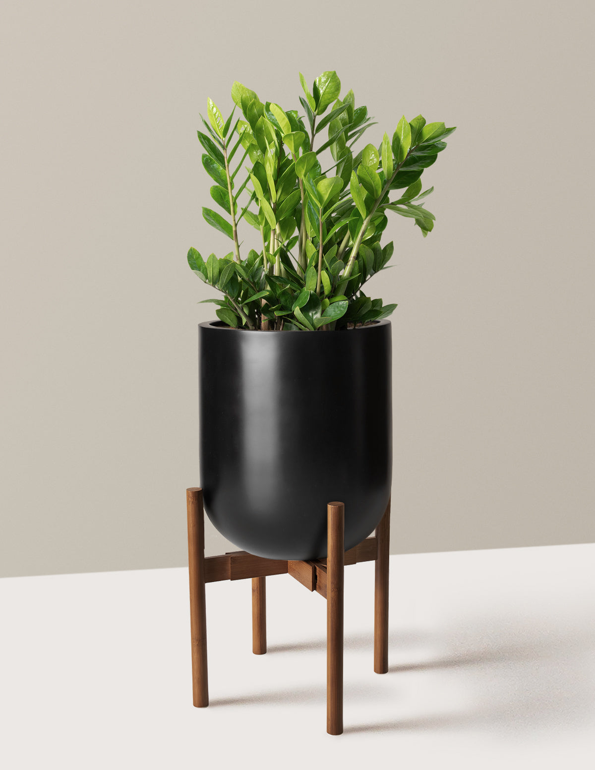 ZZ Plant