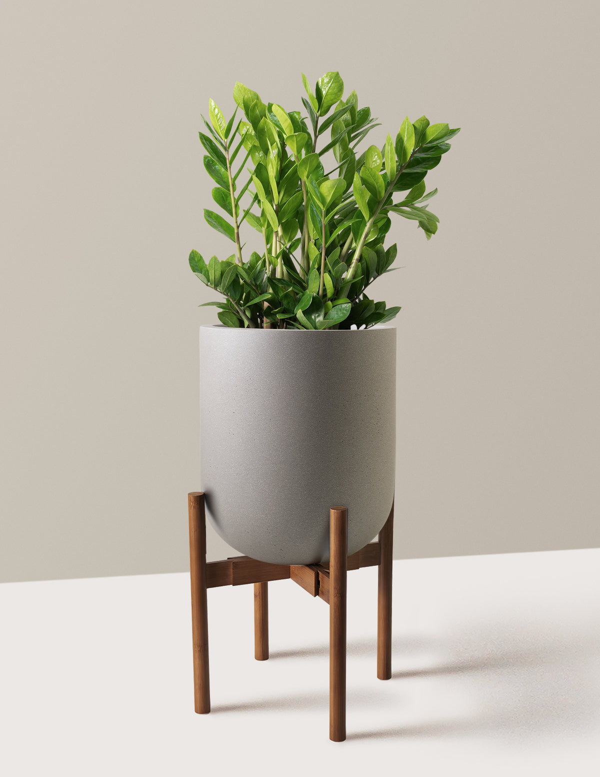 ZZ Plant | Low Light Plants & Houseplants Delivery | The Sill
