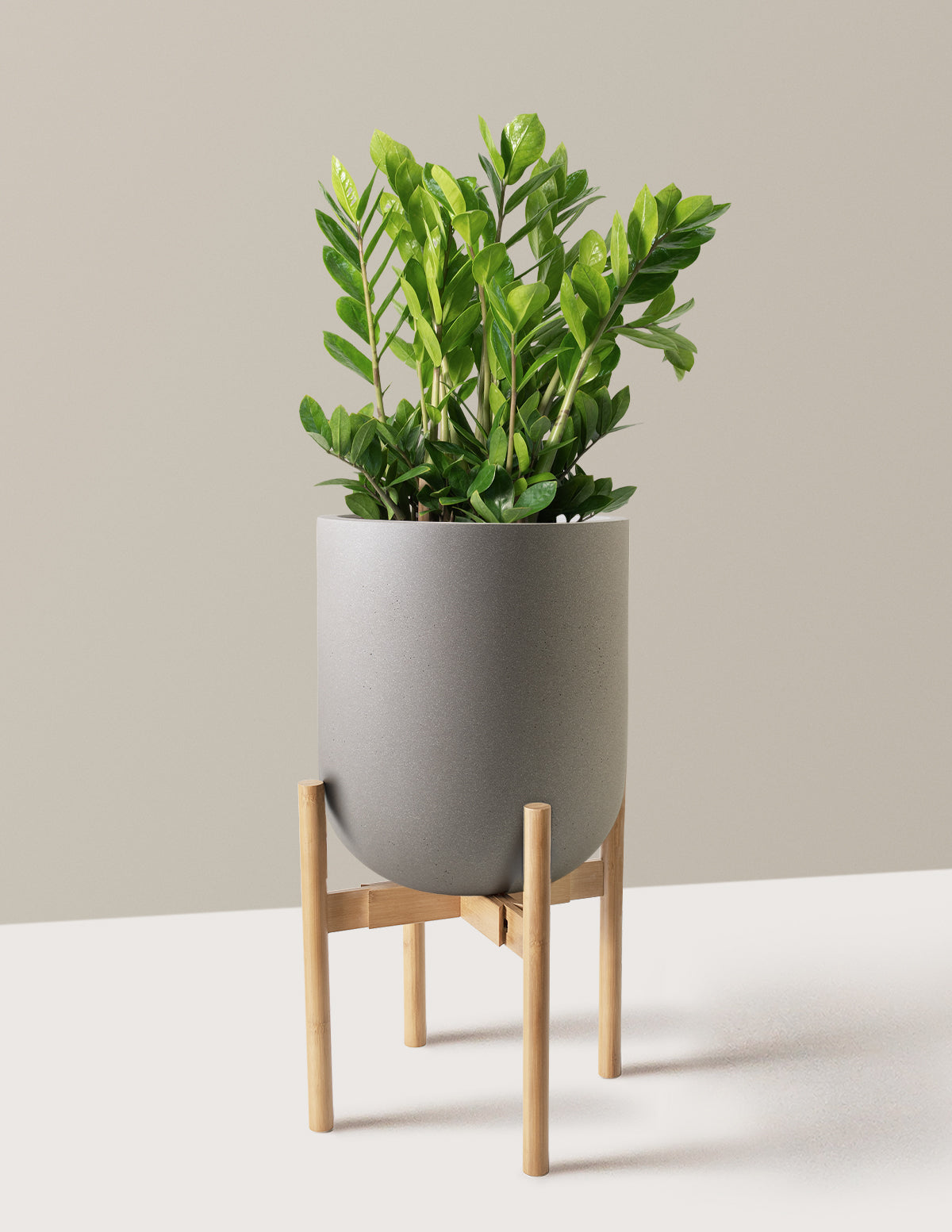 ZZ Plant