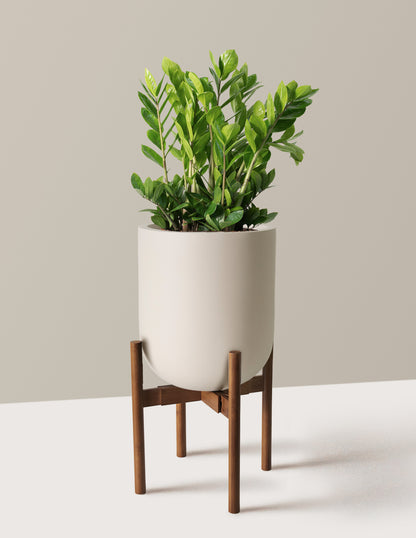 ZZ Plant
