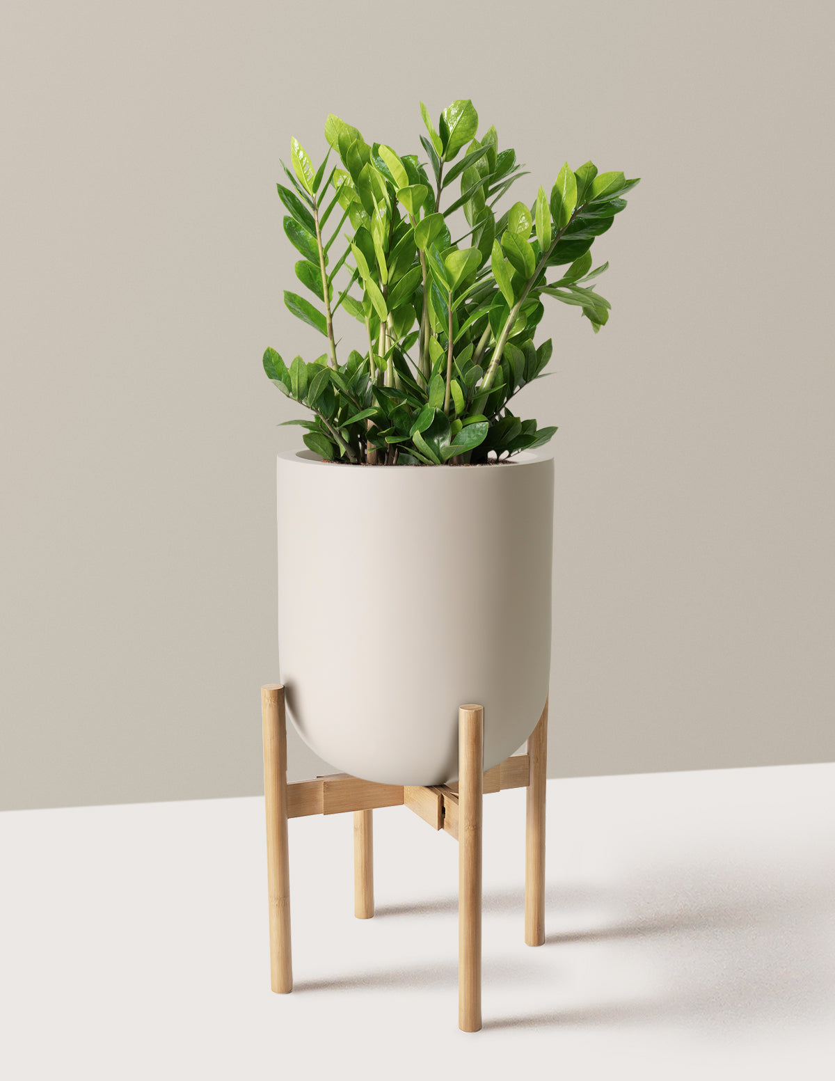 ZZ Plant