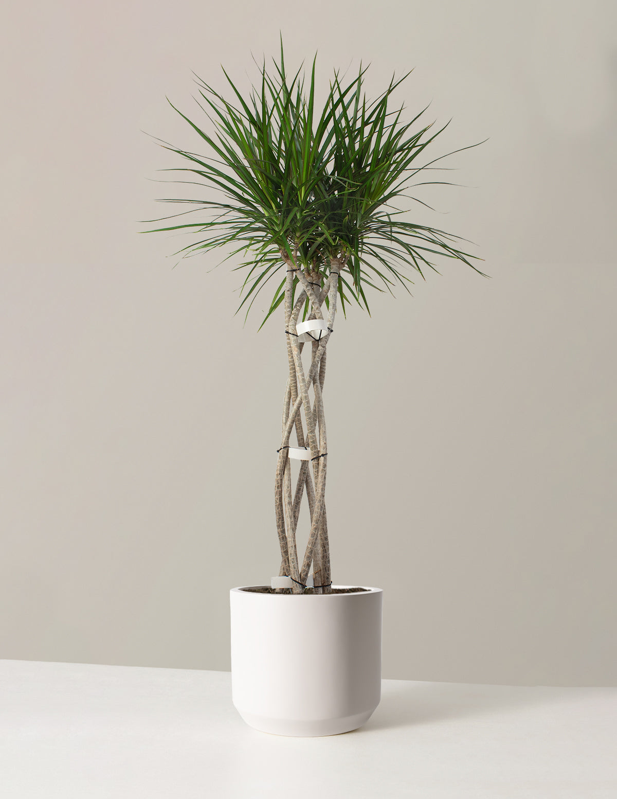 Dracaena Marginata Open Weave