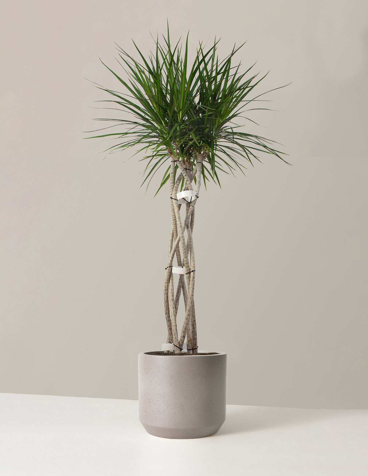 Mexia Planter