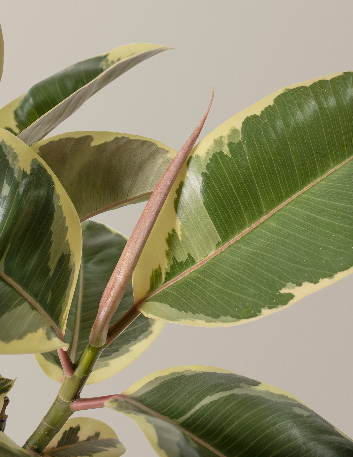 Ficus Tineke Tree