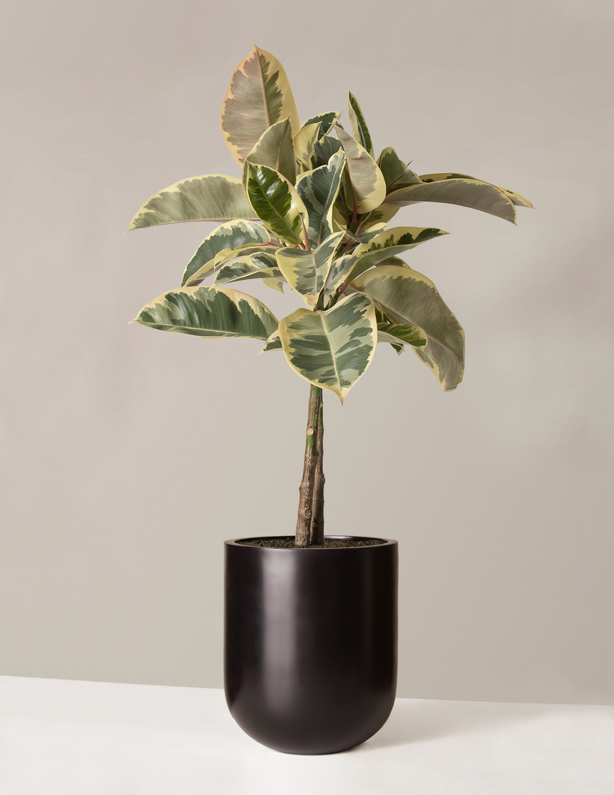 tineke rubber tree light Large Ficus Tineke Tree | Indoor Plants for Delivery