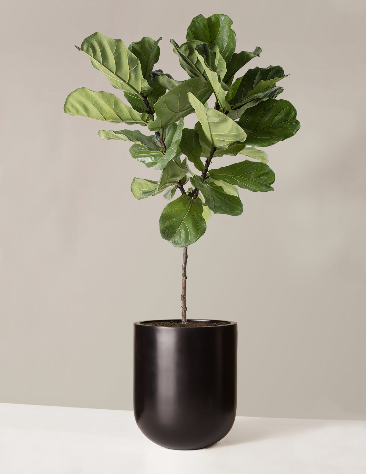 The Sill Fiddle Leaf Fig