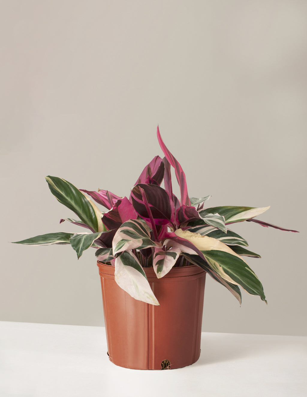 bundle | Large | Grow Pot