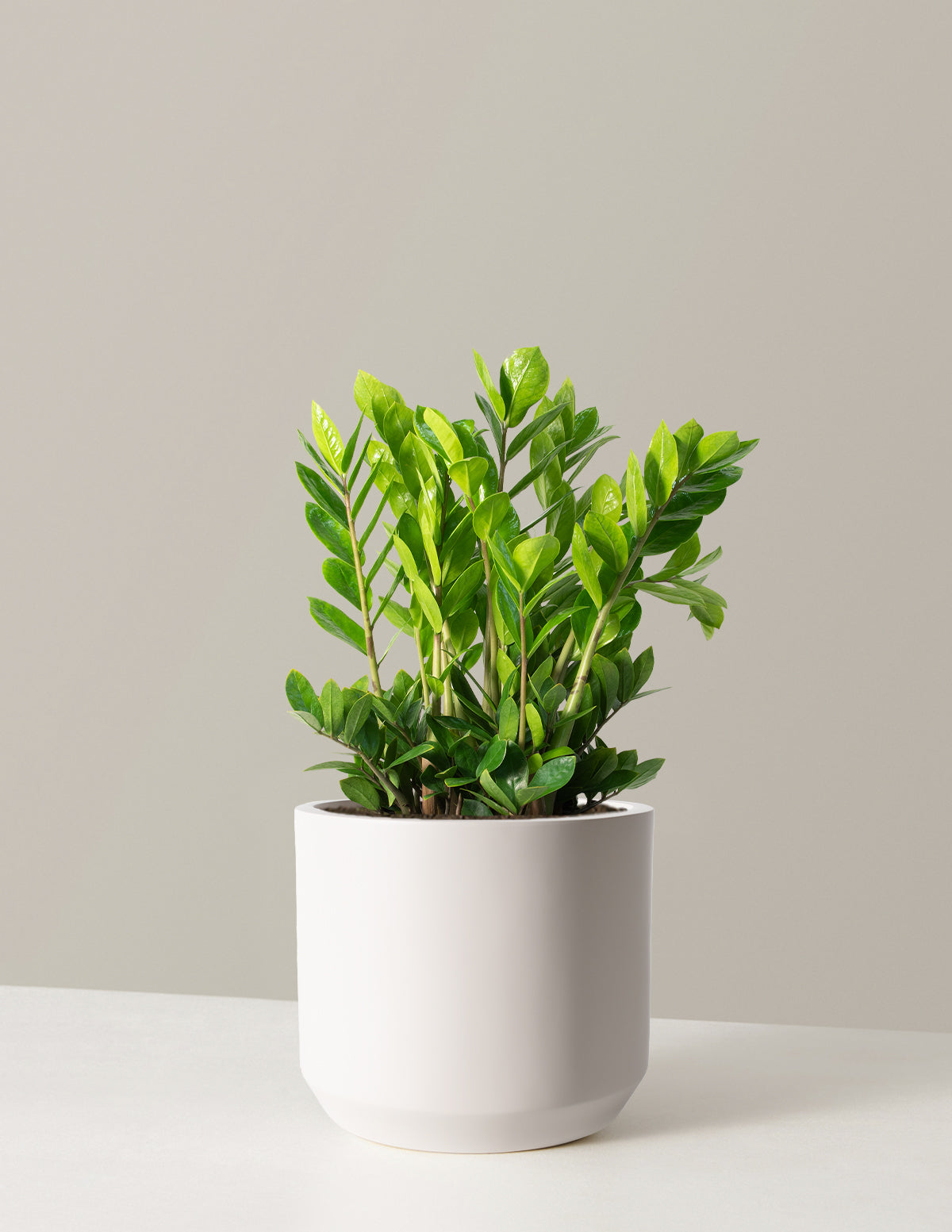ZZ Plant | Low Light Plants & Houseplants Delivery | The Sill