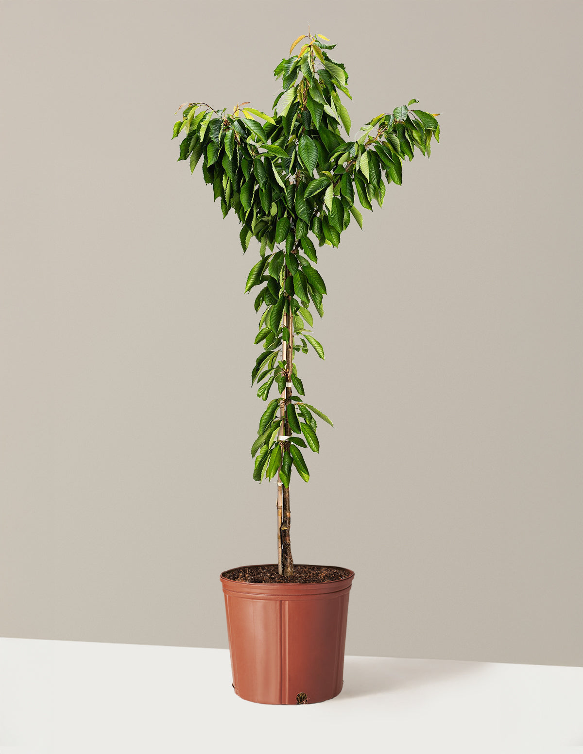 cherry plant in pot Bing Cherry Tree for Sale - Enjoy Fresh and Juicy Cherries from Your Own Backyard