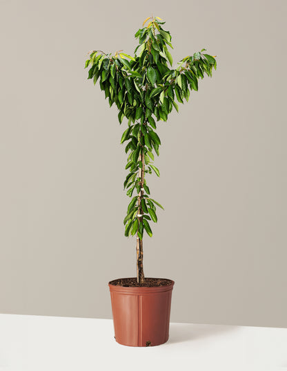 cherry blossom potted plant Bing Cherry Tree for Sale - Enjoy Fresh and Juicy Cherries from Your Own Backyard