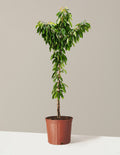 bundle | 4-5 ft. - Single | Grow Pot