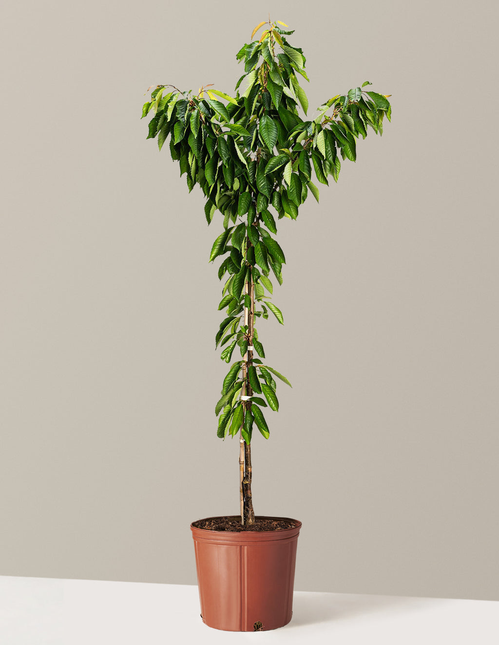 Bing Cherry Tree