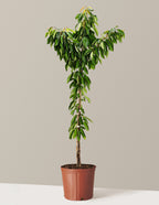 Bing Cherry Tree