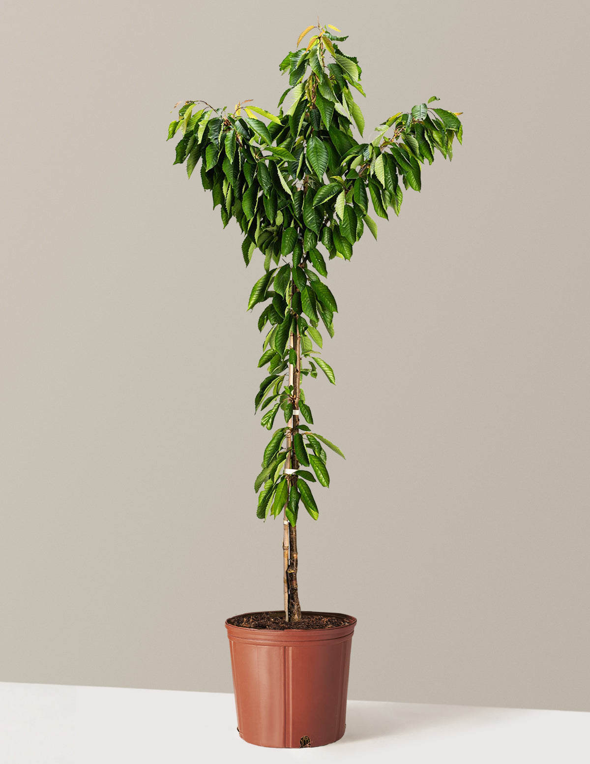 Bing Cherry Tree