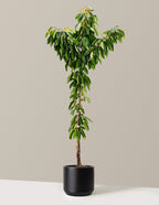 Bing Cherry Tree