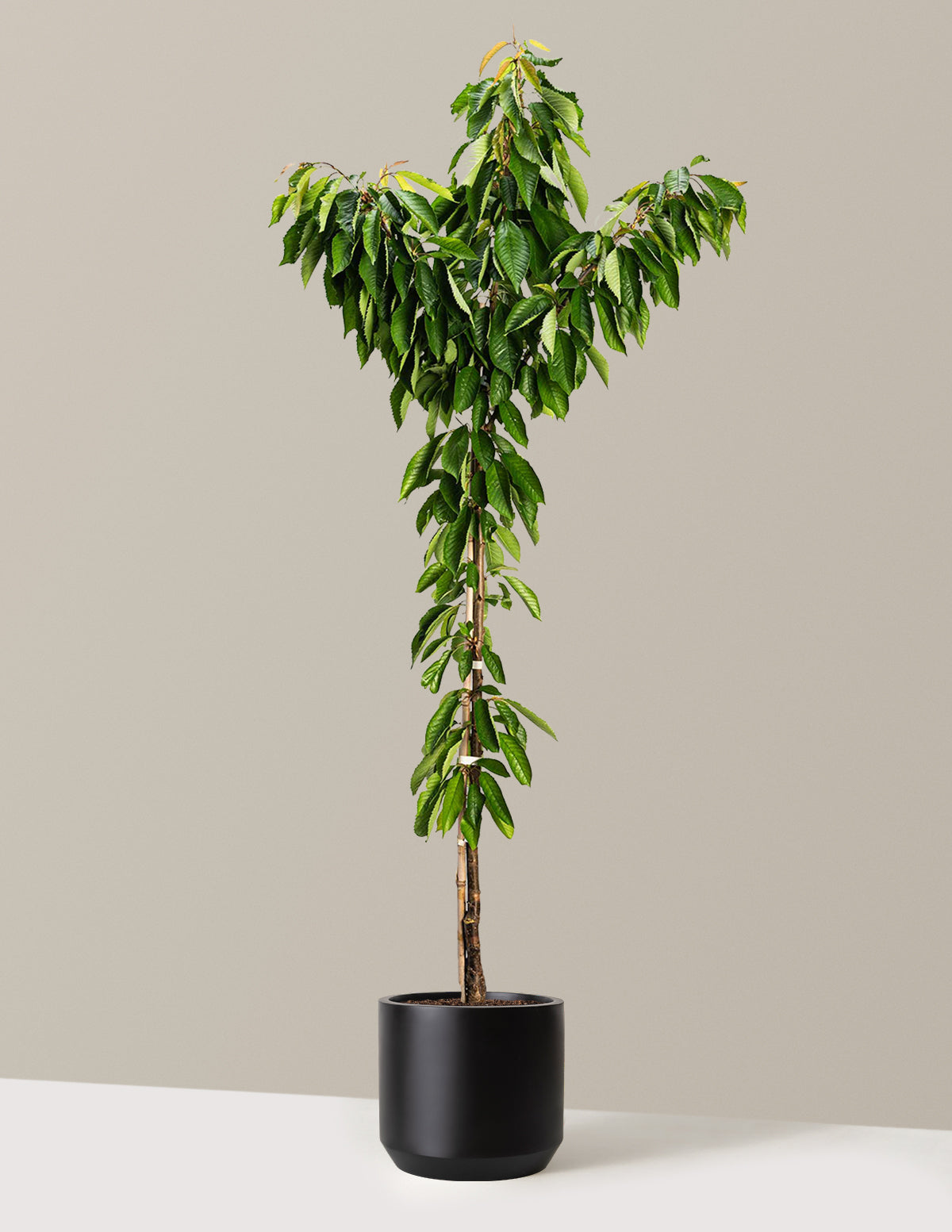 Bing Cherry Tree