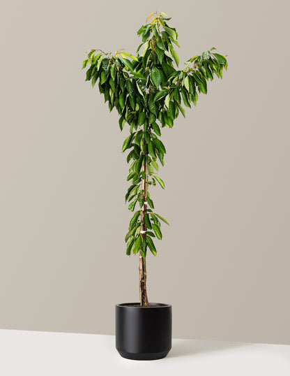 Bing Cherry Tree