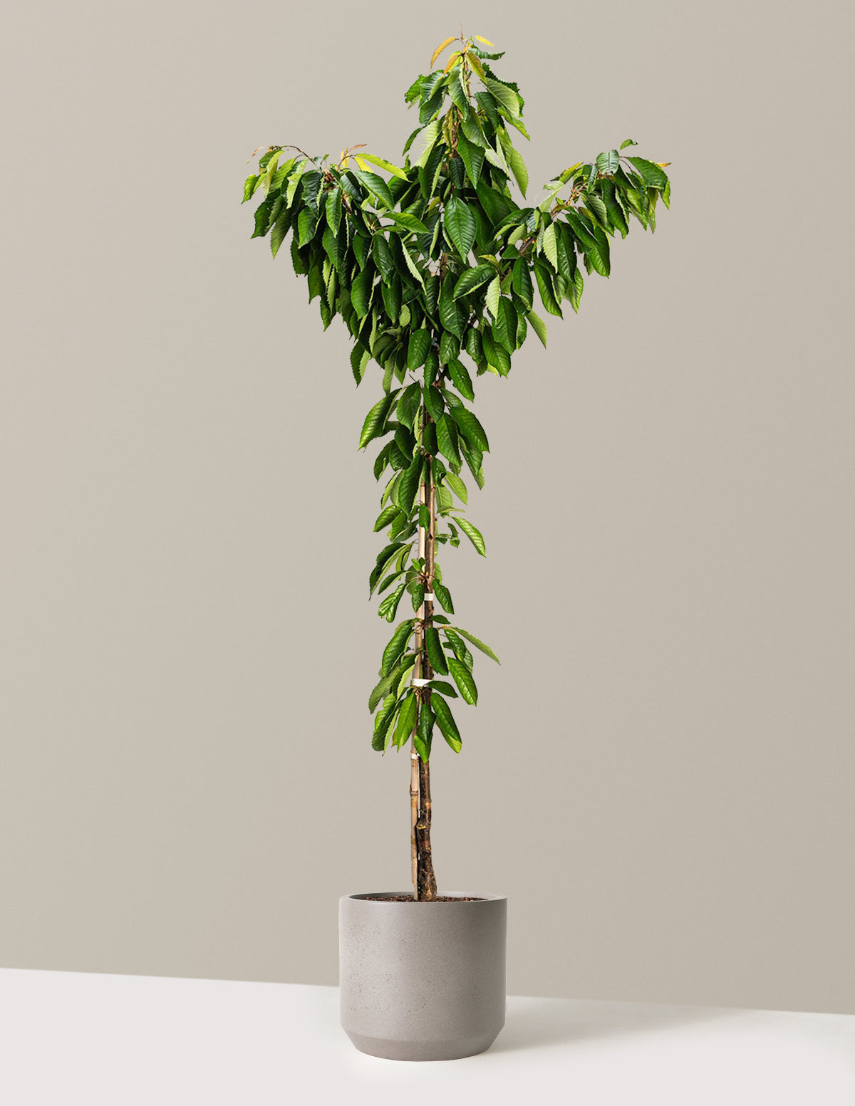Bing Cherry Tree