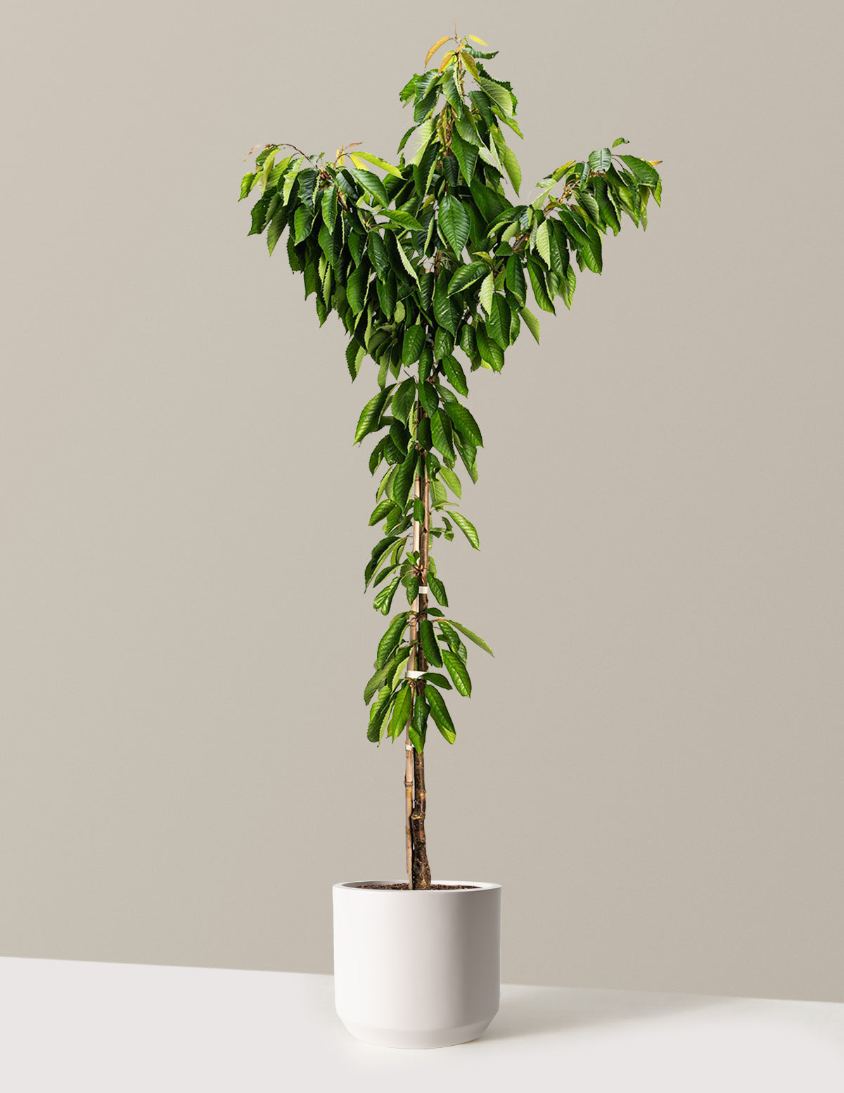 Bing Cherry Tree
