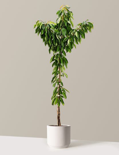 Bing Cherry Tree