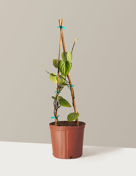 Black Pepper Plant