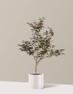 Bloodgood Japanese Maple
