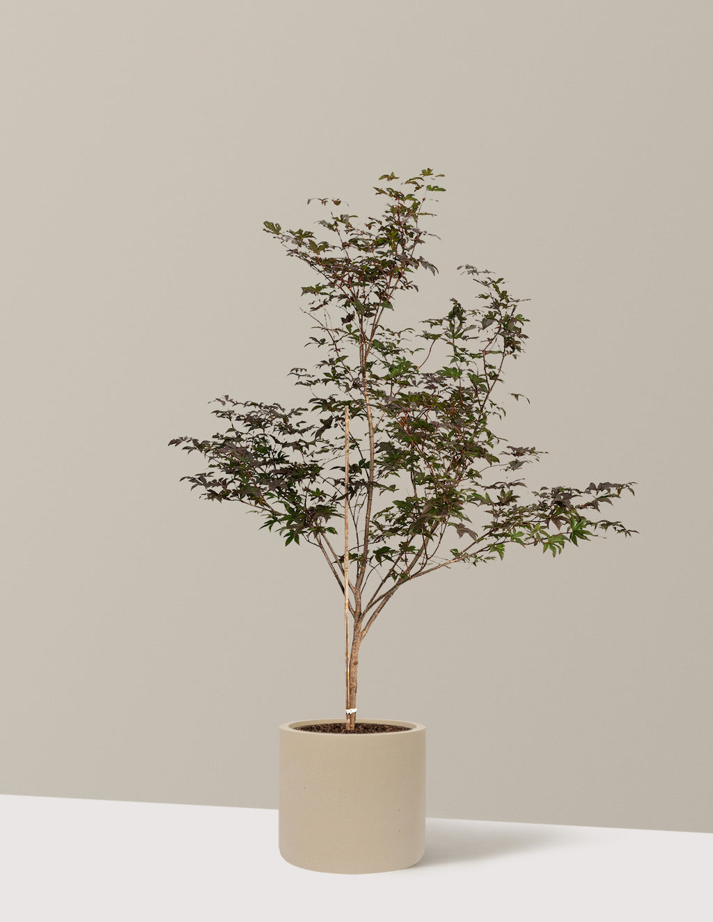 Bloodgood Japanese Maple