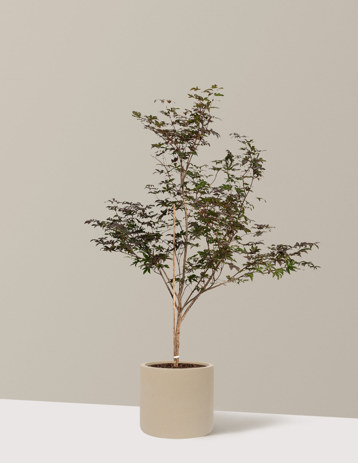 Bloodgood Japanese Maple