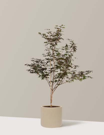 Bloodgood Japanese Maple