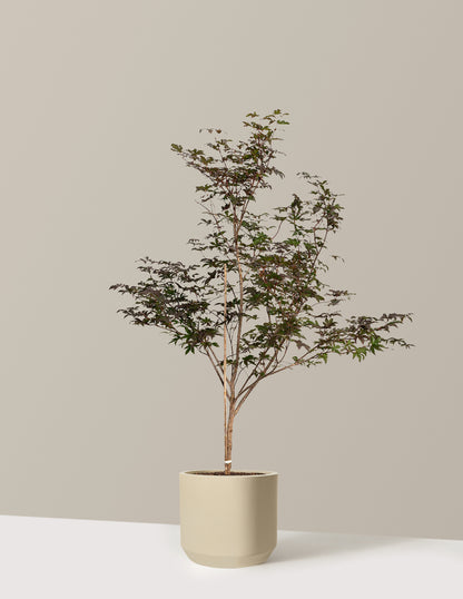 Bloodgood Japanese Maple