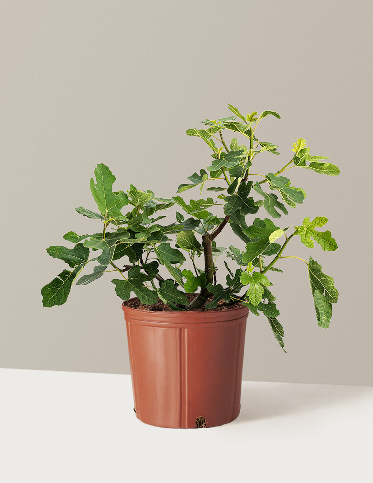 bundle | 3 Gallon - Single | Grow Pot