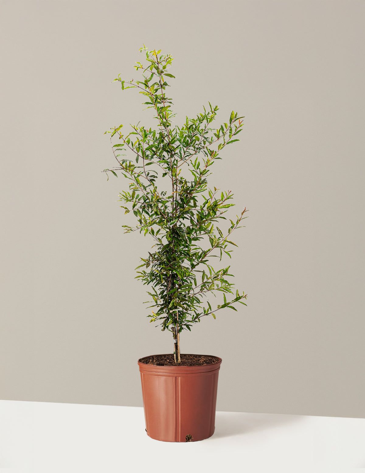 bundle | 3 Gallon - Single | Grow Pot